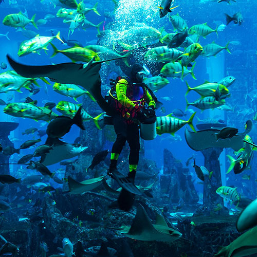 dubai-mall-aquarium